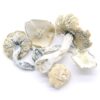 Albino Treasure Coast Mushrooms