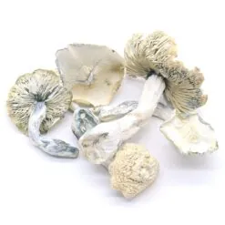 Albino Treasure Coast Mushrooms