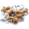 Blue Polowski Freeze Dried Mushrooms Blue Polowski Freeze Dried Mushrooms