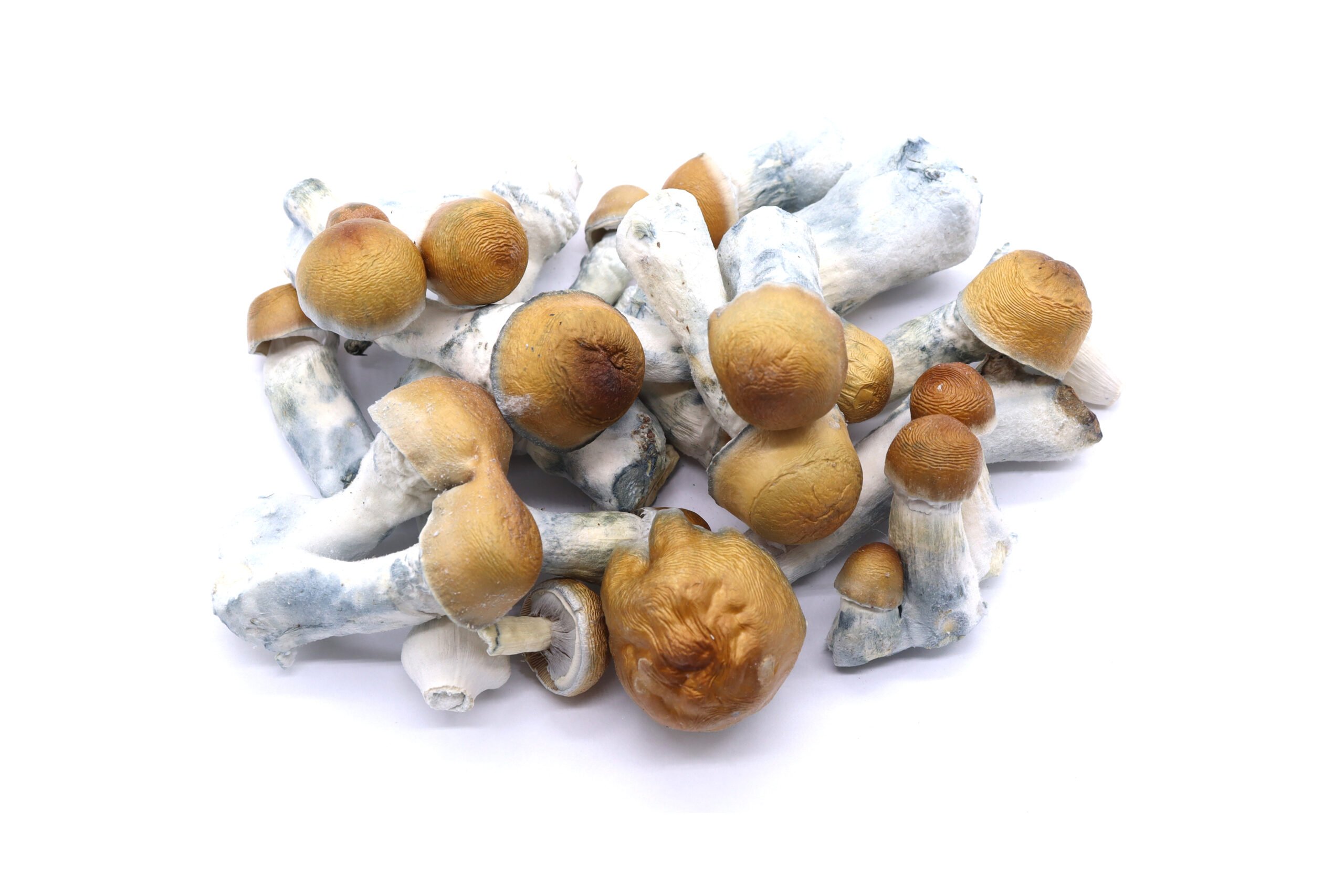 Blue Polowski Freeze Dried Mushrooms