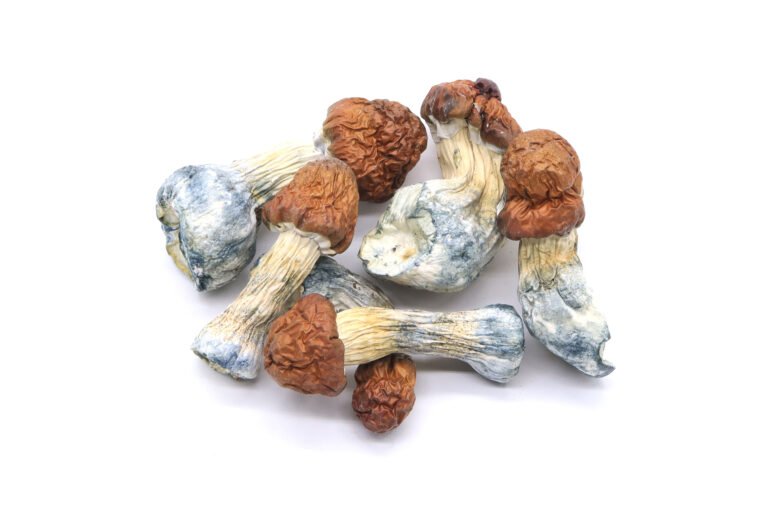 Blue Pulaski Mushrooms Blue Pulaski Mushrooms