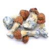 Blue Pulaski Mushrooms