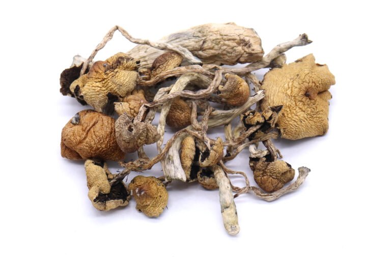 Daddy Long Legs Mushrooms Daddy Long Legs Mushrooms