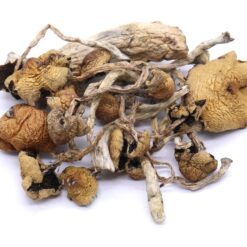 Daddy Long Legs Mushrooms Daddy Long Legs Mushrooms