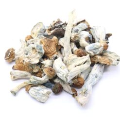 Monster Mack Mushrooms
