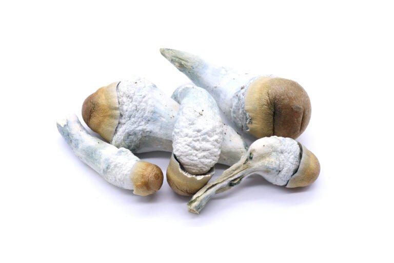 Penis Envy Freeze Dried Mushrooms