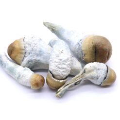 Penis Envy Freeze Dried Mushrooms