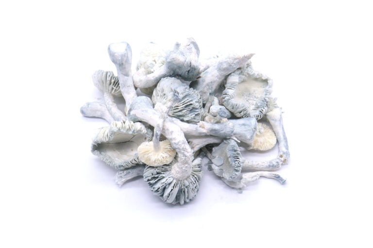 True Albino Teacher Freeze Dried Mushrooms True Albino Teacher Freeze Dried Mushrooms