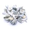 True Albino Teacher Freeze Dried Mushrooms True Albino Teacher Freeze Dried Mushrooms
