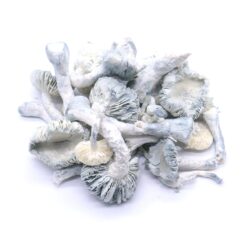 True Albino Teacher Freeze Dried Mushrooms True Albino Teacher Freeze Dried Mushrooms