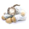 Code Blue Freeze Dried Mushrooms Code Blue Freeze Dried Mushrooms