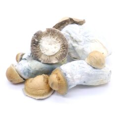 Code Blue Freeze Dried Mushrooms Code Blue Freeze Dried Mushrooms