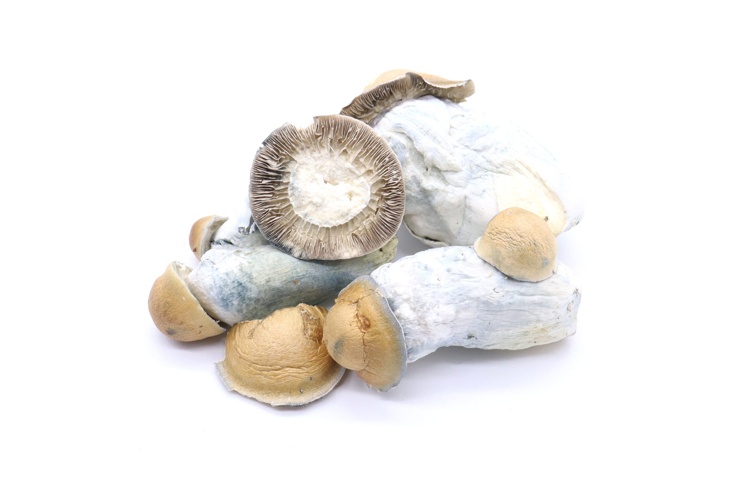 Code Blue Freeze Dried Mushrooms