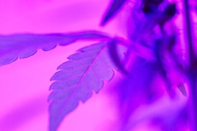 haute-health-why-super-pink-strain