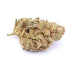 Orange Dream Strain Small Buds - Hybrid