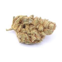 Orange Dream Strain Small Buds - Hybrid
