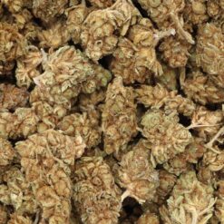 Orange Dream Strain Small Buds - Hybrid Orange Dream Strain Small Buds - Hybrid
