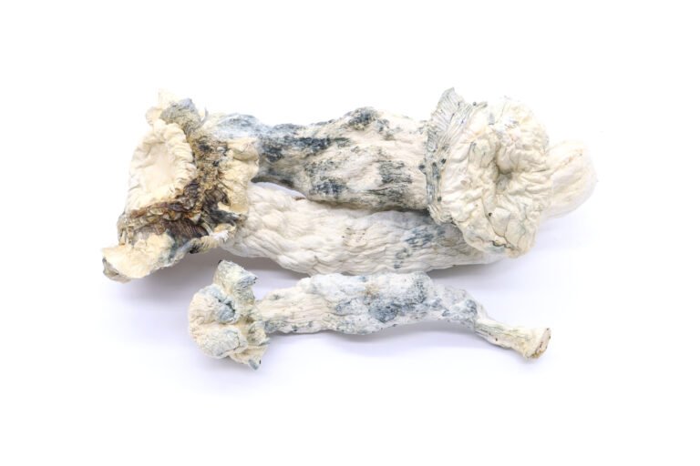 Albino Avery Mushrooms