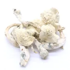 Albino Penis Envy (APE) Mushrooms