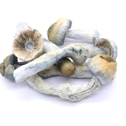 Blue Goba Freeze Dried Mushrooms Blue Goba Freeze Dried Mushrooms