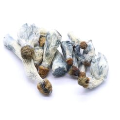 Blue Goba Mushrooms Blue Goba Mushrooms