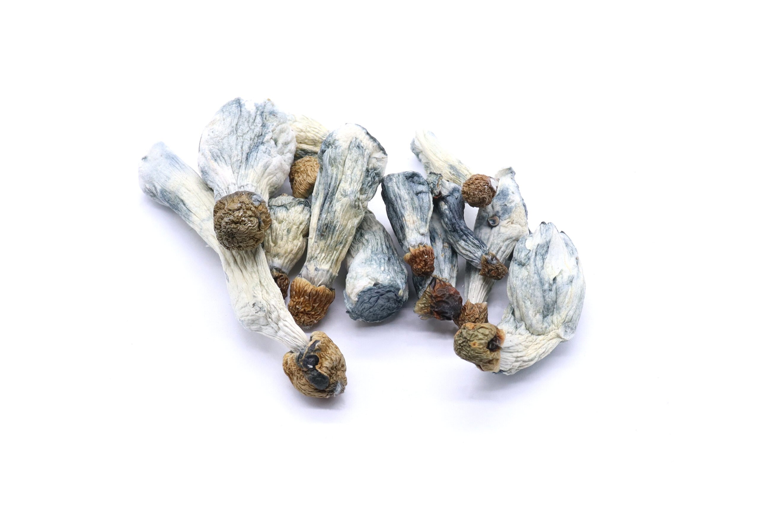 Blue Goba Mushrooms