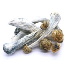 Penis Envy Uncut Mushrooms Penis Envy Uncut Mushrooms