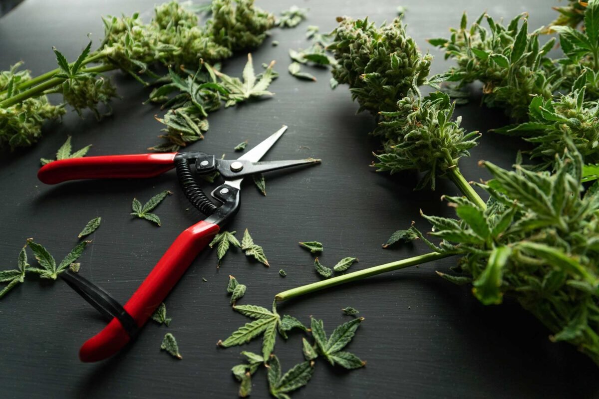 haute-health-weed-stems-&-cannabis-leaves