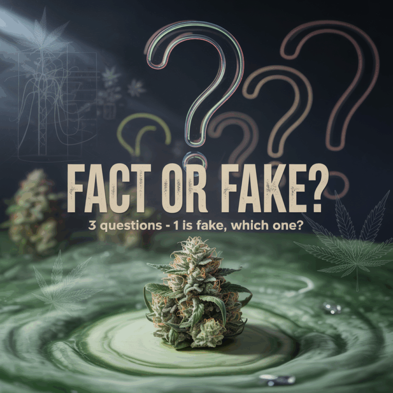 A stylized cannabis-themed poster with vibrant question marks floating above a detailed marijuana bud sitting on a green, swirling surface. Text reads: “FACT OR FAKE? 3 questions - 1 is fake, which one?” Subtle cannabis leaves and botanical sketches appear in the background.