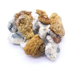 Xeno Strain Mushrooms