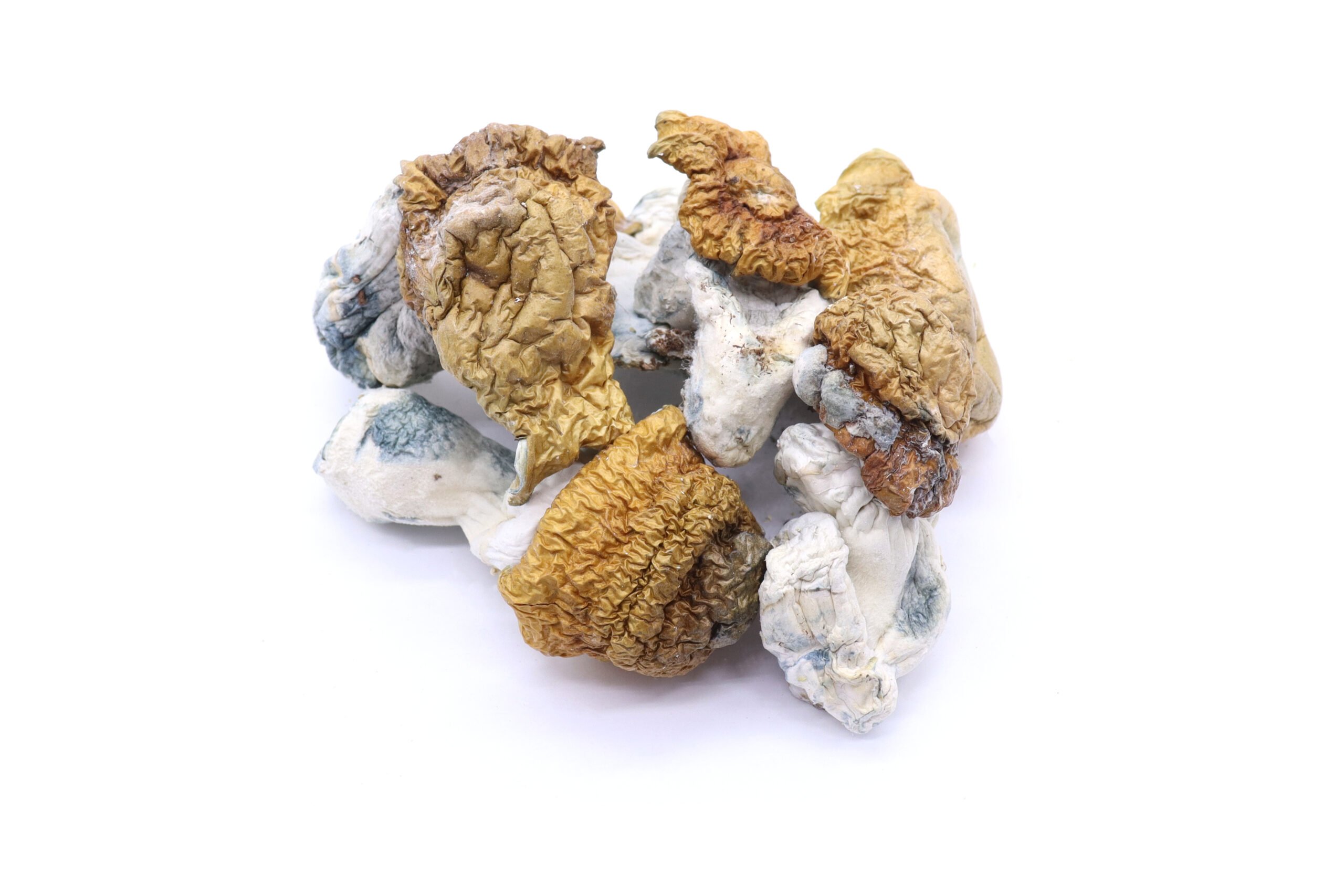 Xeno Strain Mushrooms