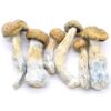 Gold Member Mushrooms