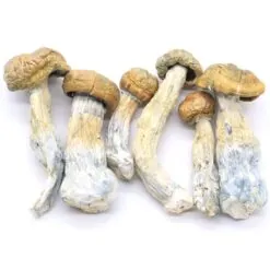 Gold Member Mushrooms