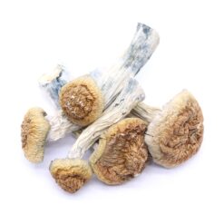 Gold Member Mushrooms Gold Member Mushrooms