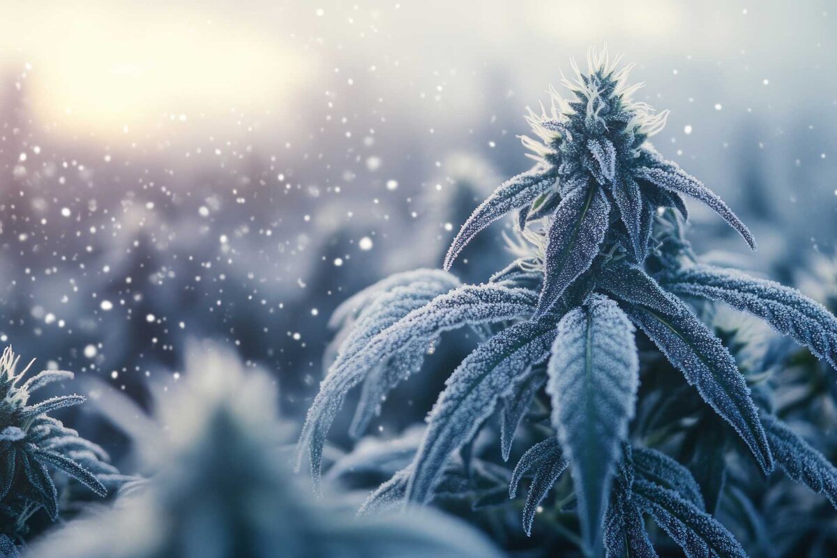 haute-health-cool-cannabis-for-summer-heat