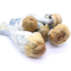 DC Mak Freeze Dried Mushrooms