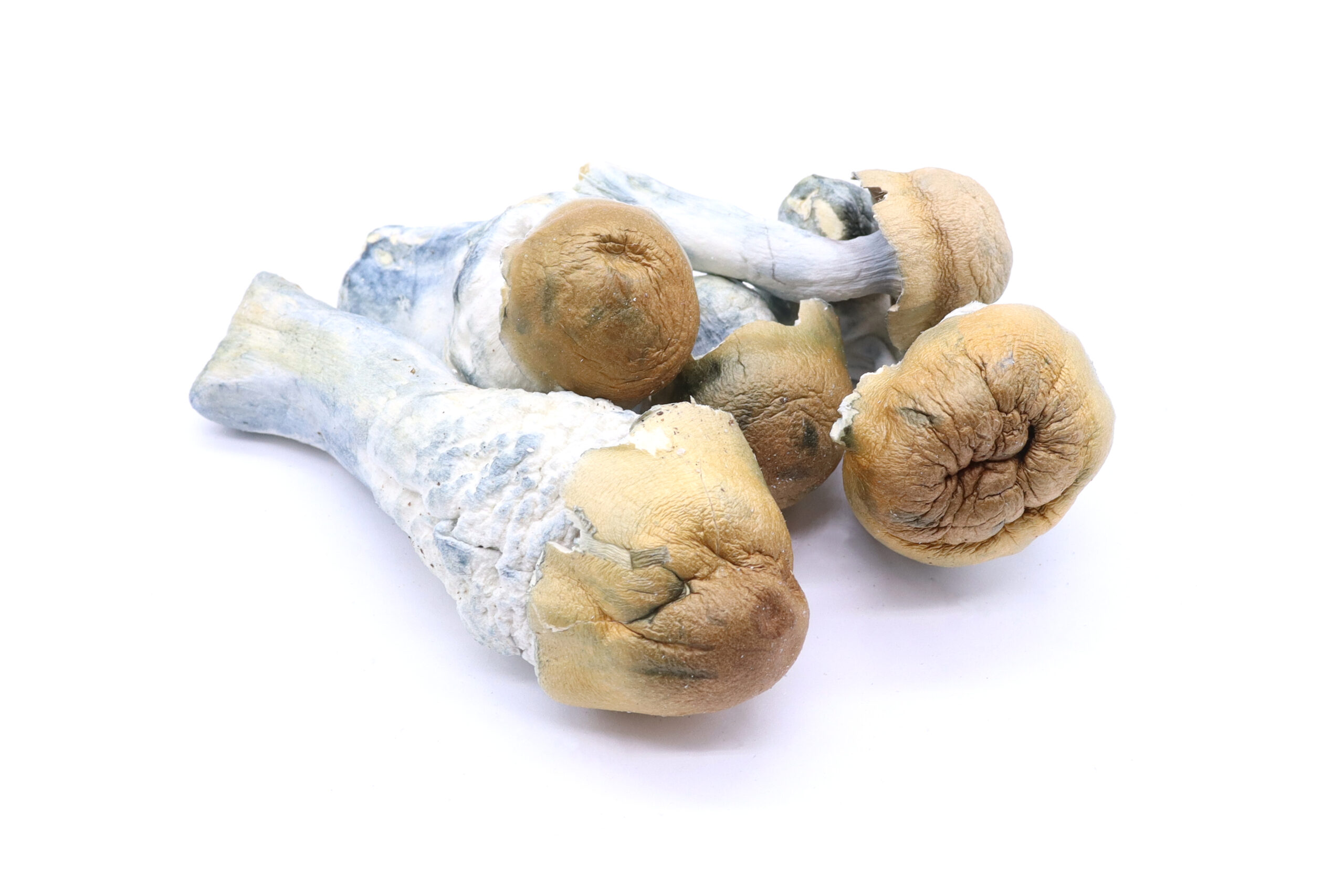 DC Mak Freeze Dried Mushrooms