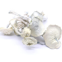 True Albino Teacher Mushrooms True Albino Teacher Mushrooms