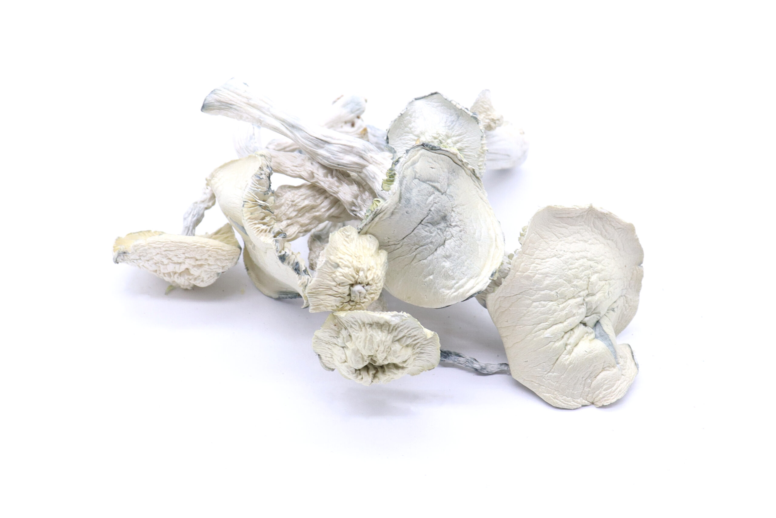 True Albino Teacher Mushrooms