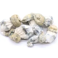 Albino Cape Mushrooms