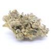 Hawaiian Lion Strain Flower - Sativa Dominant Hybrid