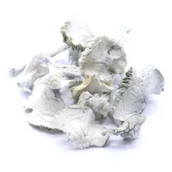 Albino Jedi Mind Fuck Mushrooms