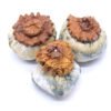 Makilla Gorilla Mushrooms
