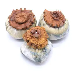 Makilla Gorilla Mushrooms