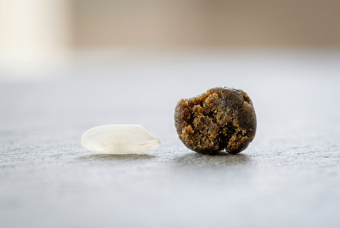 A rice-grain sized piece of hash next to a Canadian dime, showing how small a single hash dose is.