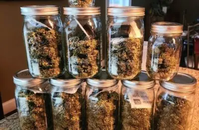 Why Buy Cannabis in Bulk: Complete Guide Canada