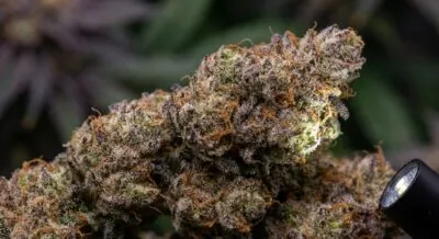 cheapweed.io Reviews: Is This Canadian Online Dispensary Legit?