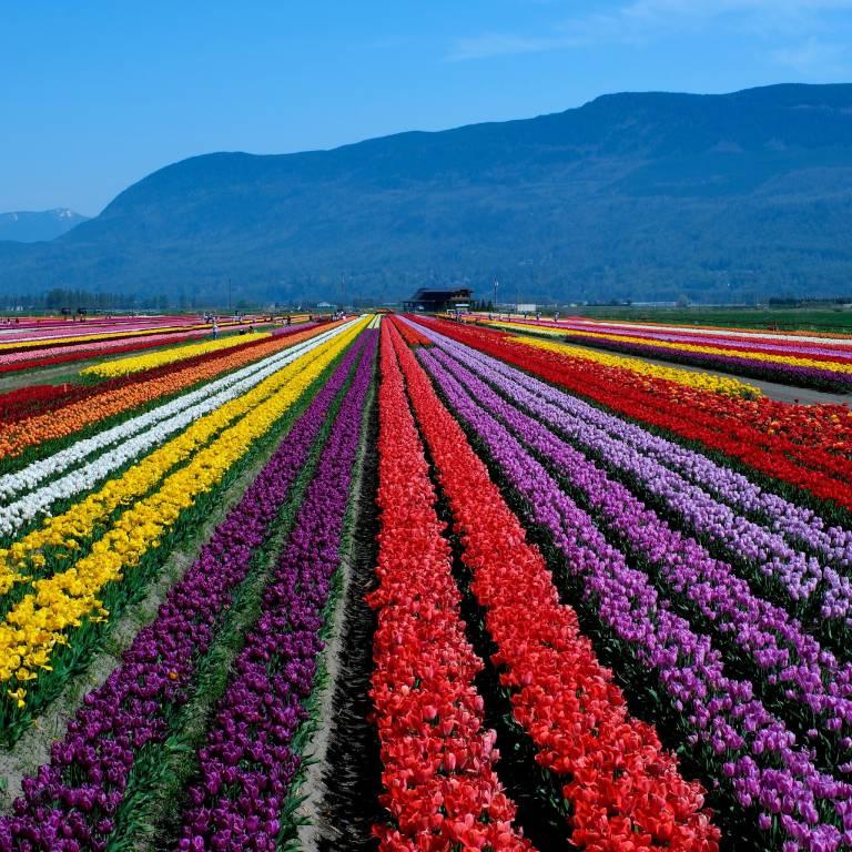 Buy Weed Online in Abbotsford