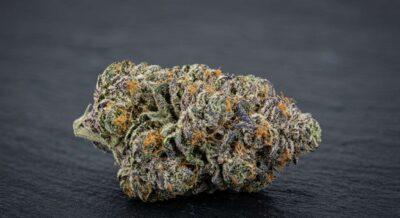 Cookies and Cream Strain Review