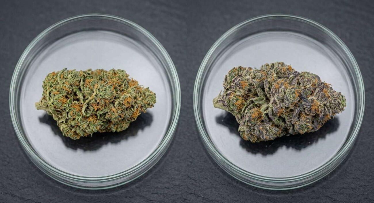 Cookies and Cream Strain Review